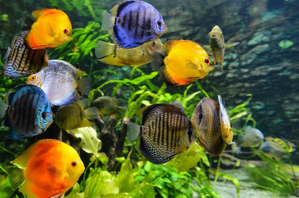 How to safely introduce new fish to your aquarium